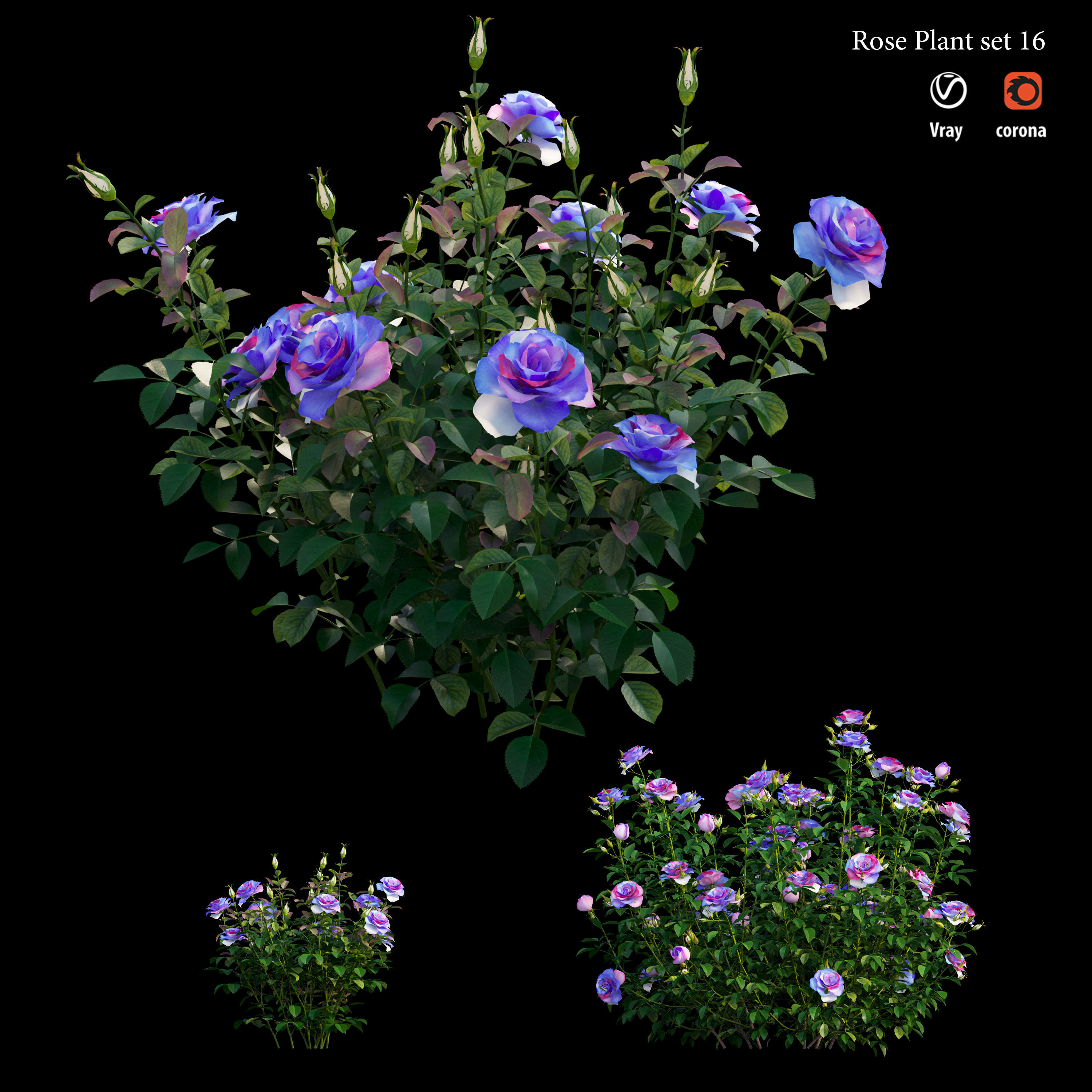 Plant rose set 16 3D model_3