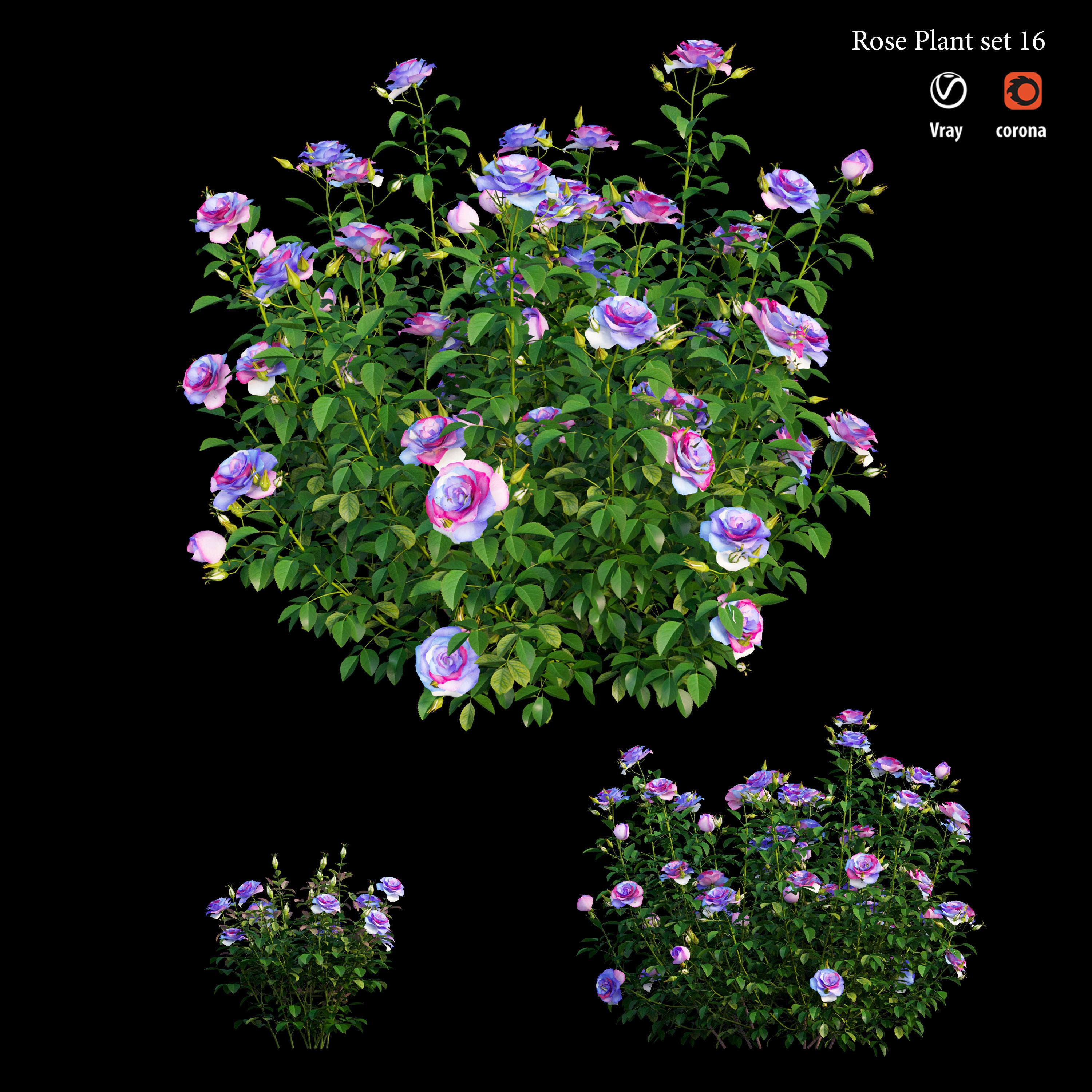 Plant rose set 16 3D model_1
