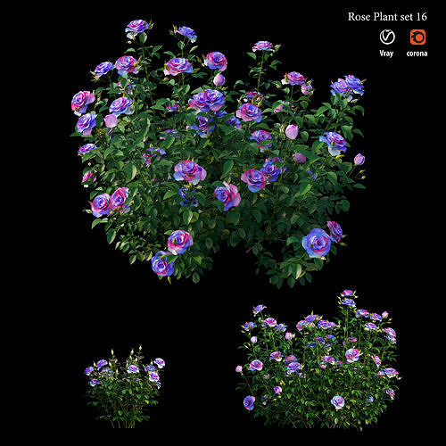 Plant rose set 16 3D model