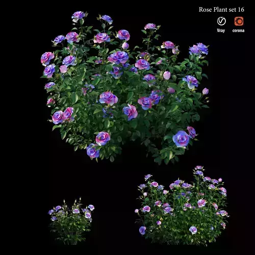 Plant rose set 16 3D model