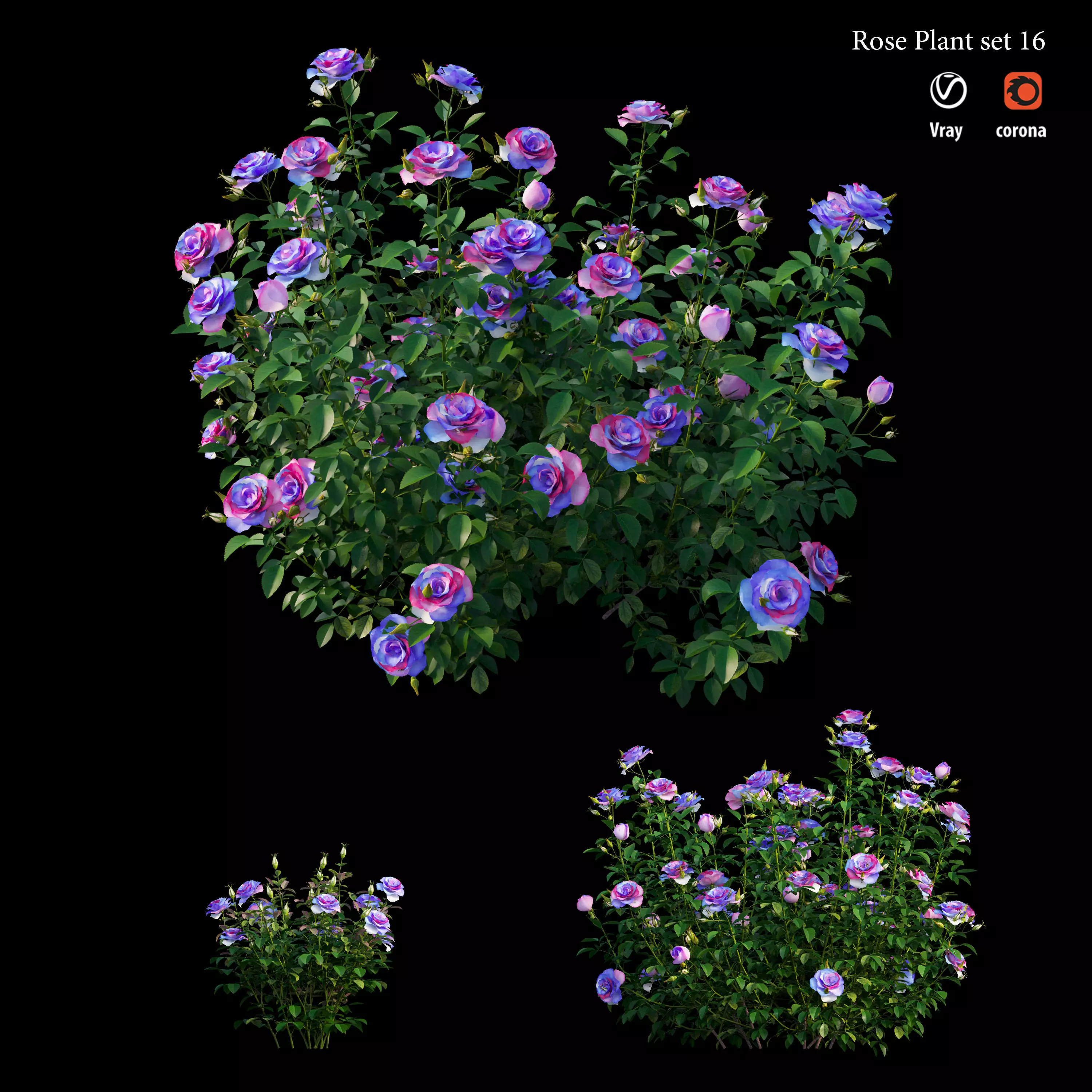 Plant rose set 16 3D model_0