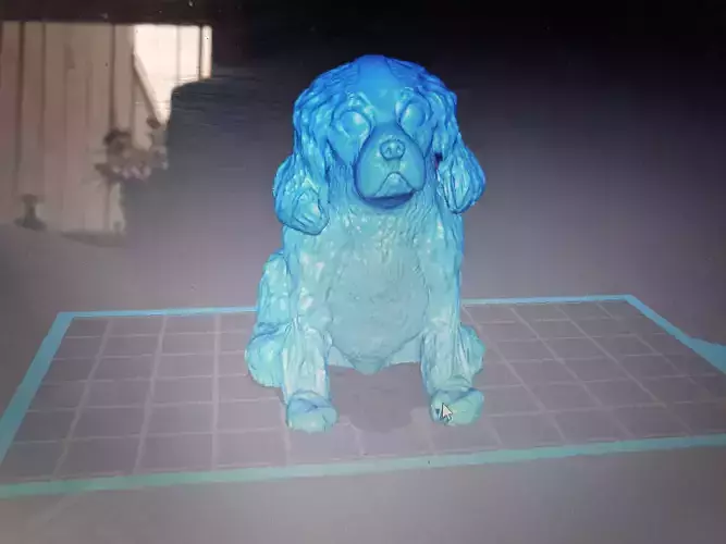 Cavalier King Charles Spaniel 