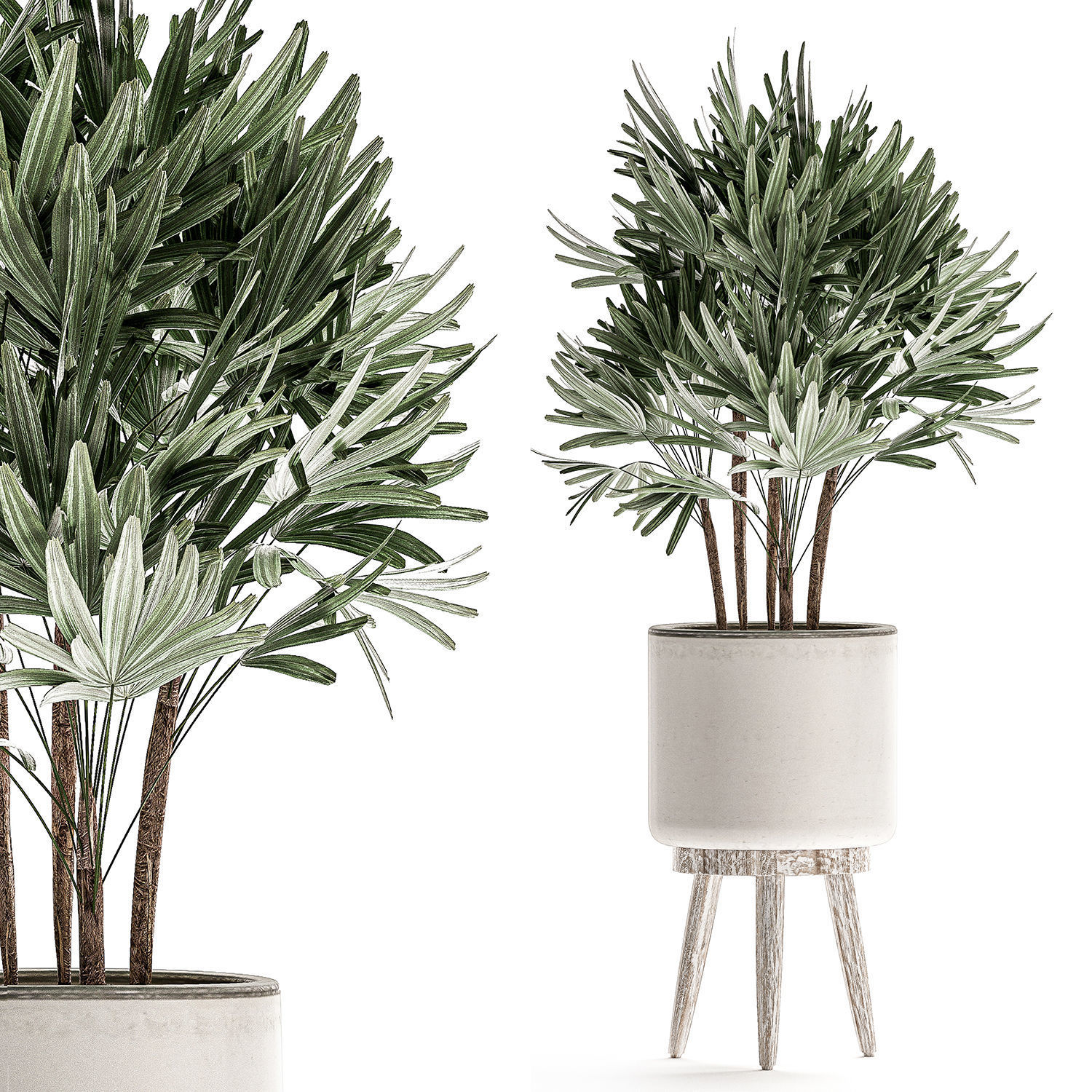Plants in a white flowerpot for decor and interior design 508 3D model_7
