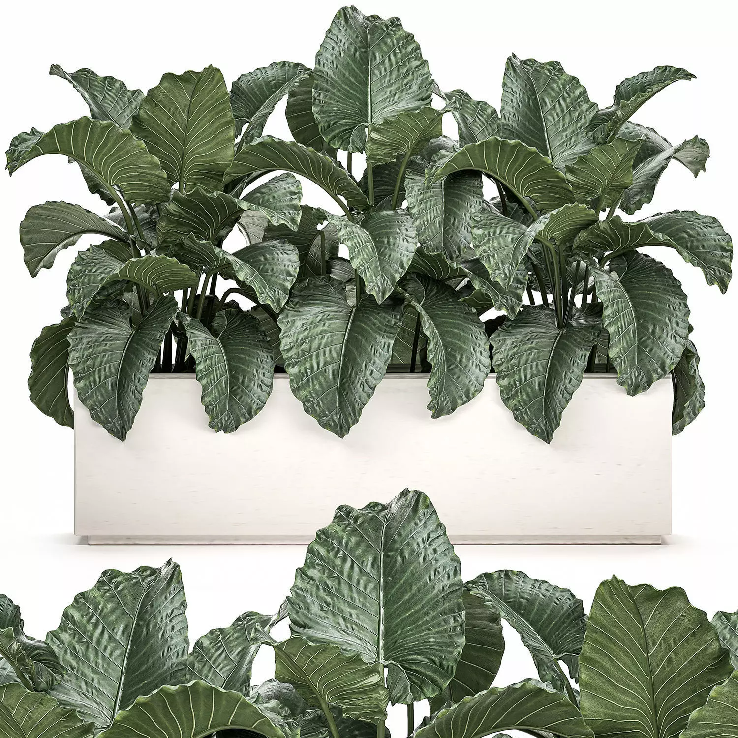 Alocasia in a white flowerpot for decor and interior design 509 3D model