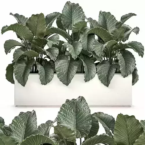 Alocasia in a white flowerpot for decor and interior design 509