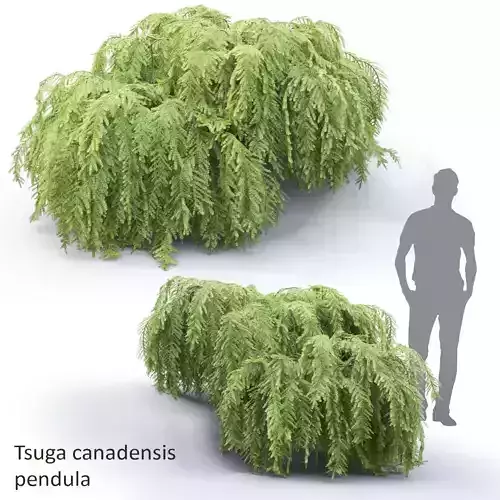 Tsuga Canadensis Pendula 01