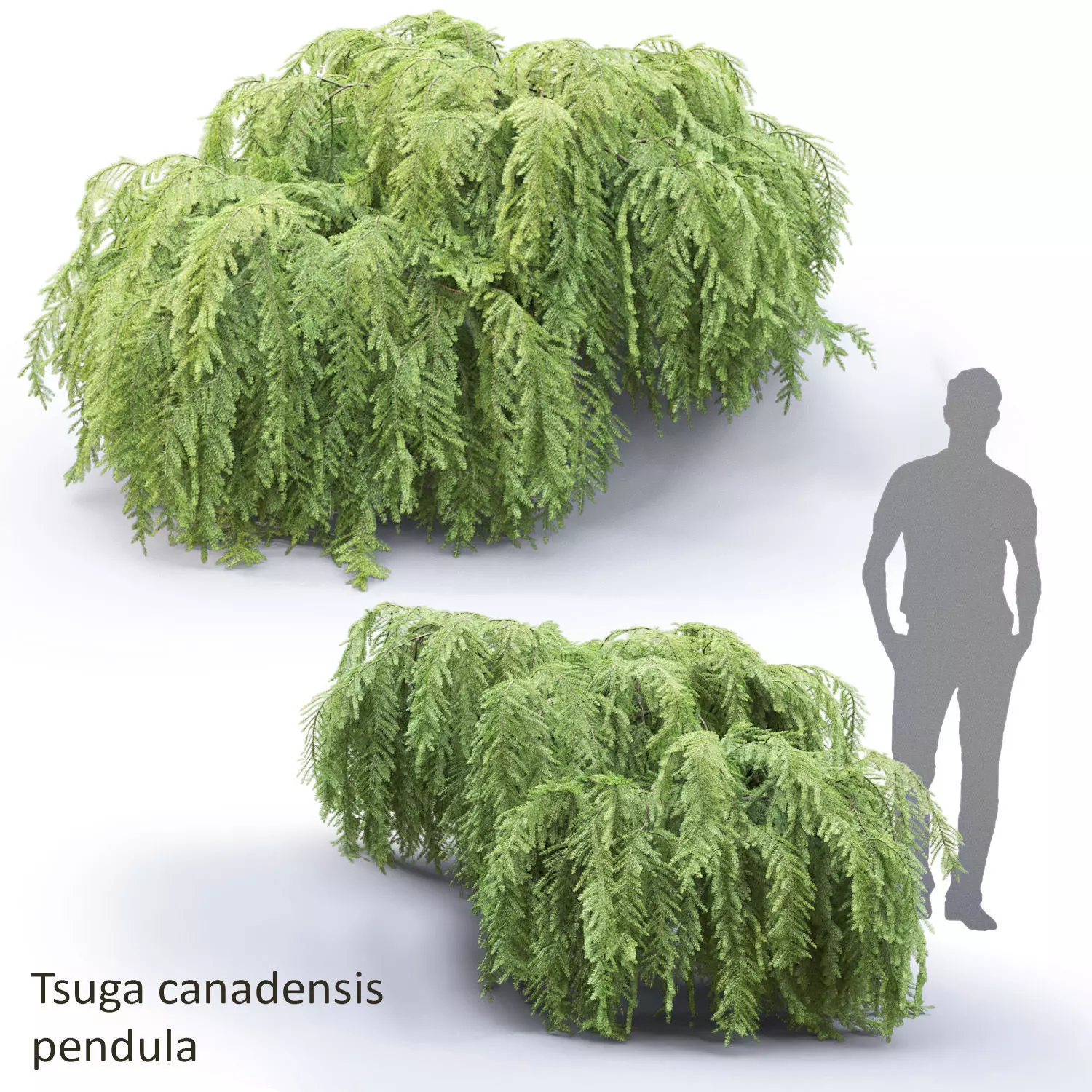 Tsuga Canadensis Pendula 01 3D model