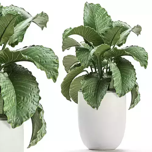 Alocasia in a white flowerpot for decor and interior design 510