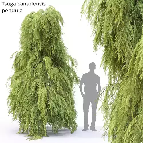 Tsuga Canadensis Pendula 02