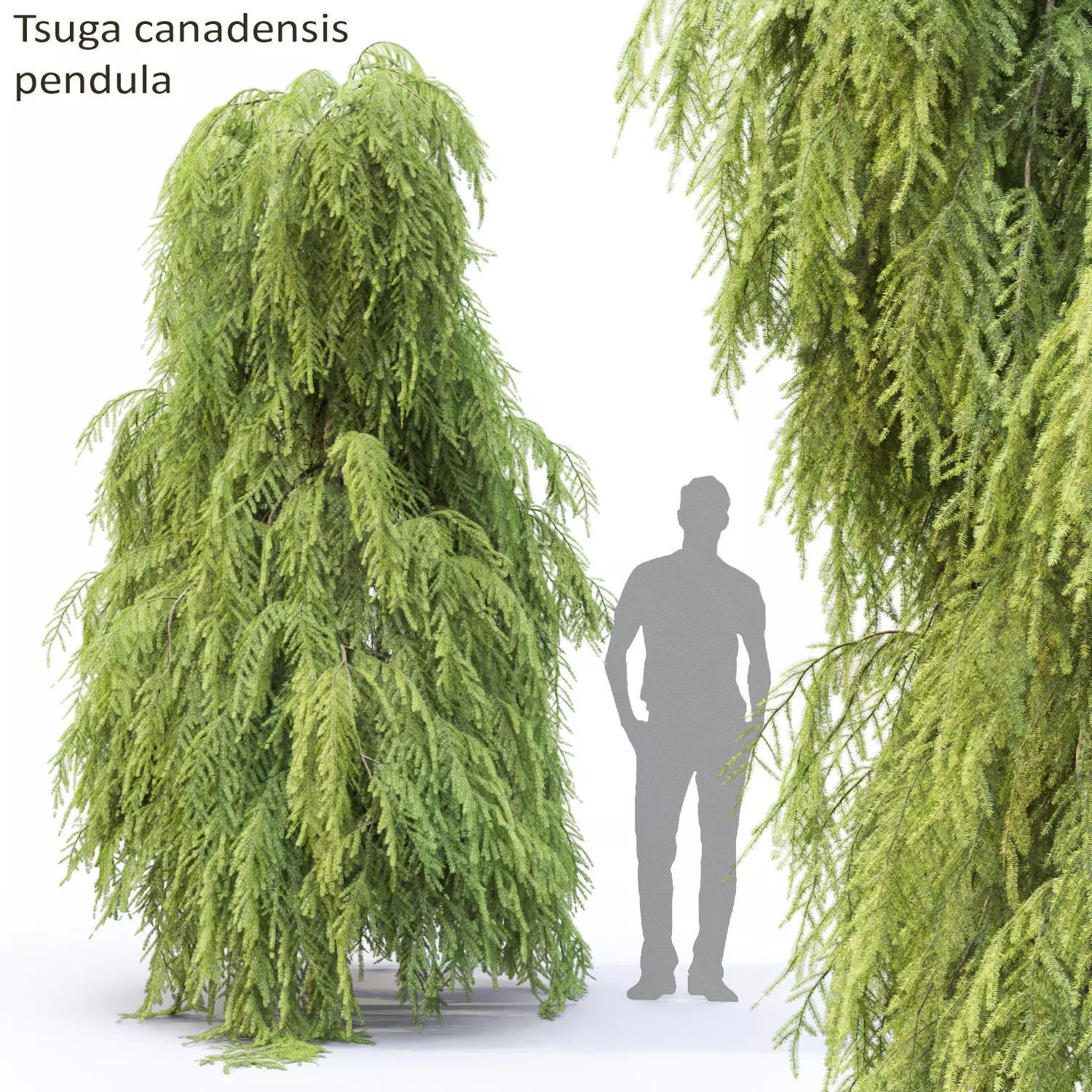 Tsuga Canadensis Pendula 02 3D model