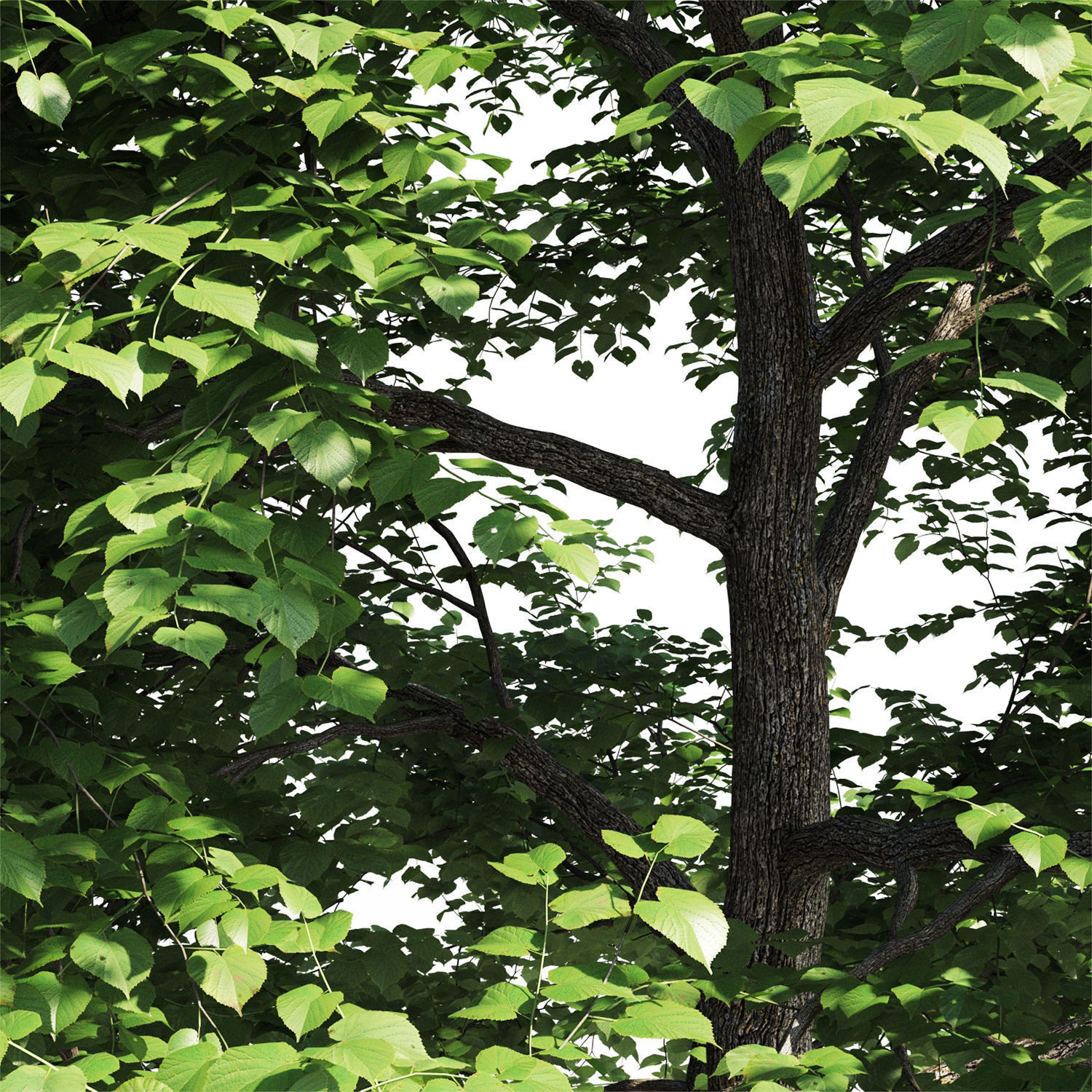 Tilia europaea 3D model_5