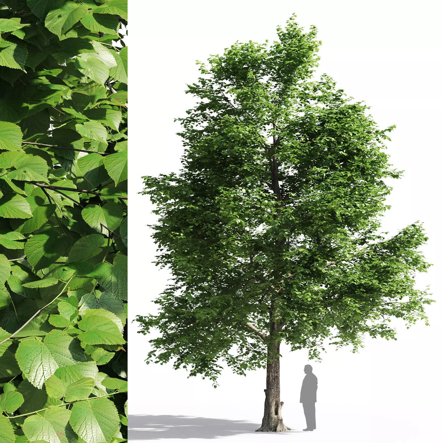 Tilia europaea 3D model_0