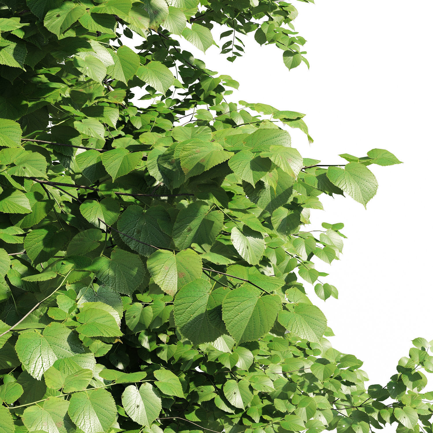 Tilia europaea 3D model_4