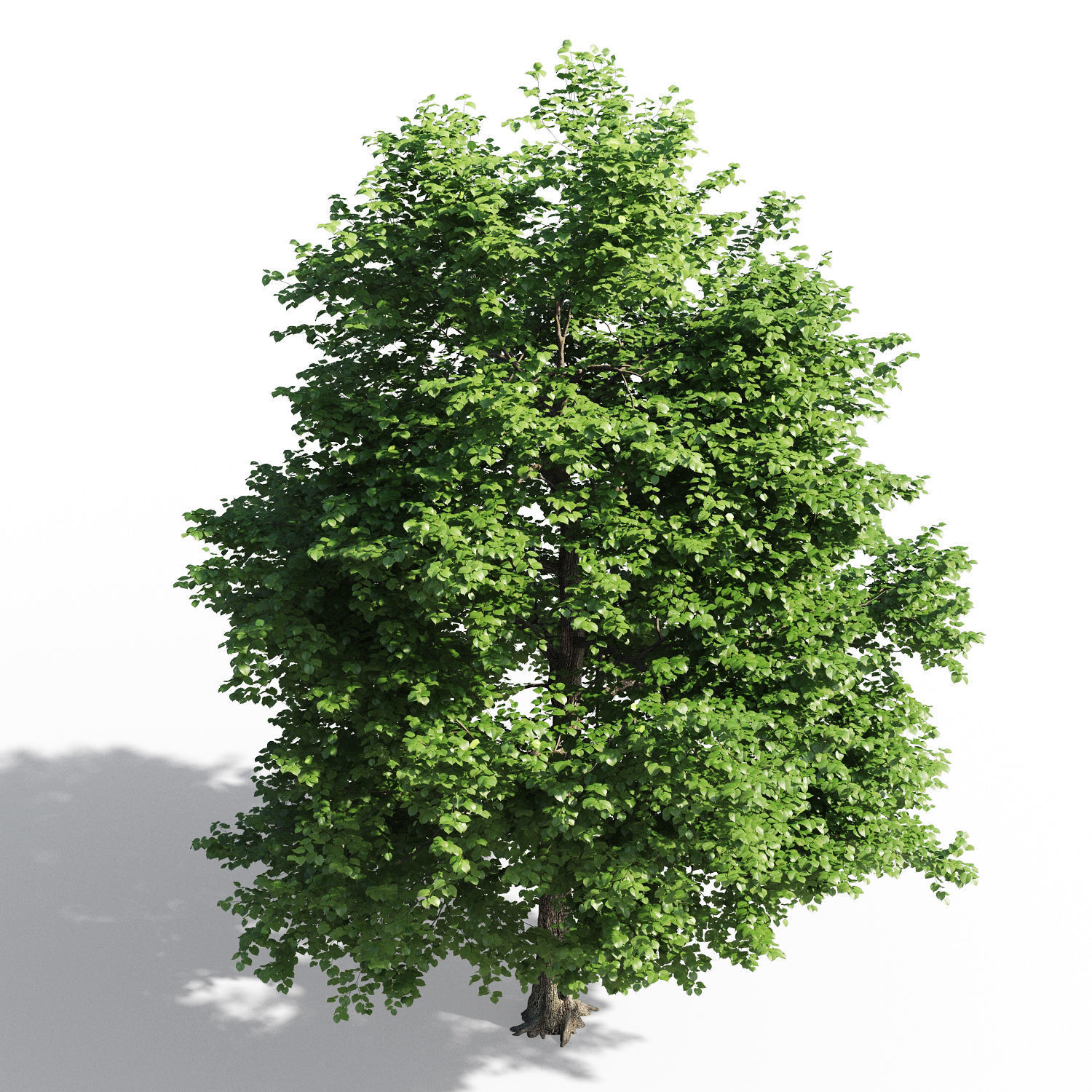 Tilia europaea 3D model_1