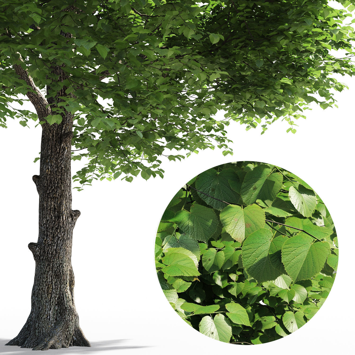 Tilia europaea 3D model_2