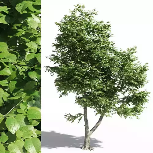 Tilia europaea 2 3D model