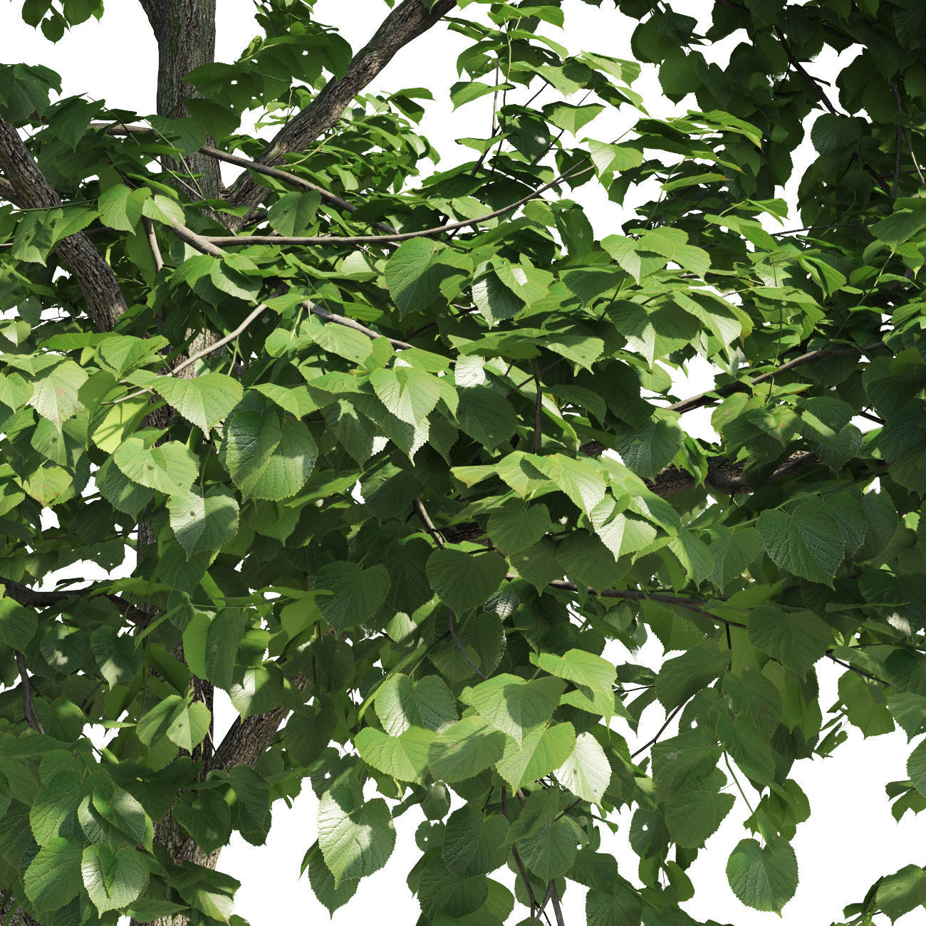 Tilia europaea 3 3D model_3
