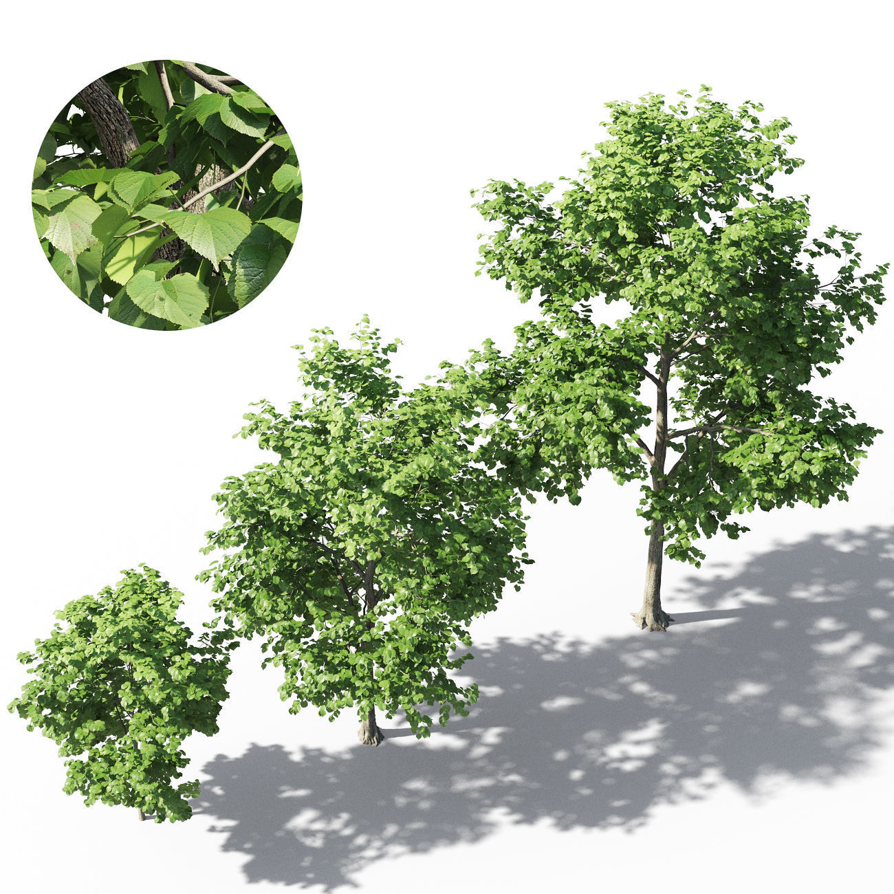 Tilia europaea 3 3D model_1
