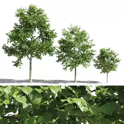 Tilia europaea 3 3D model