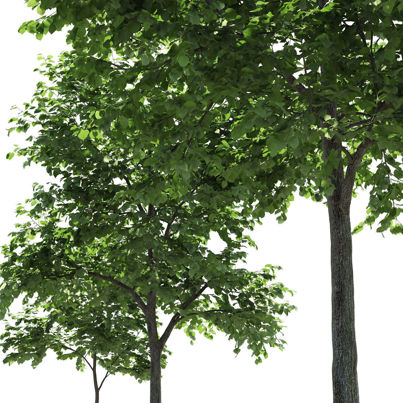 Tilia europaea 3 3D model_2
