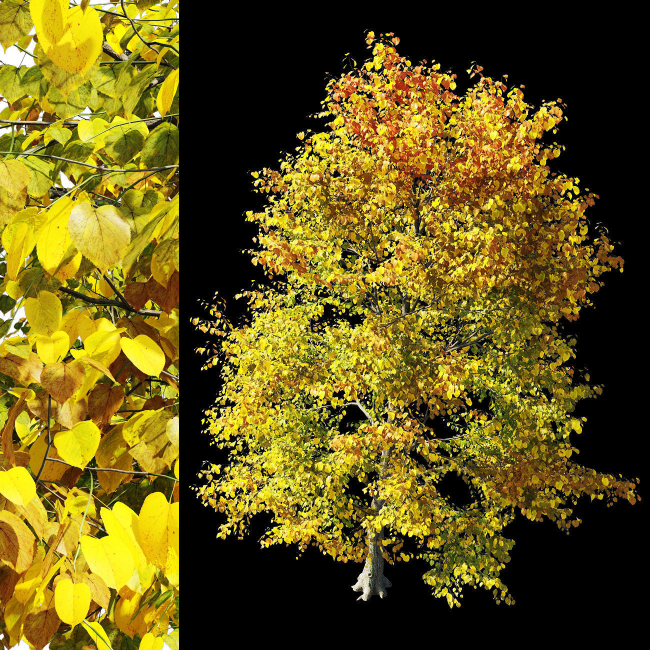 Tilia europaea 5 3D model_1