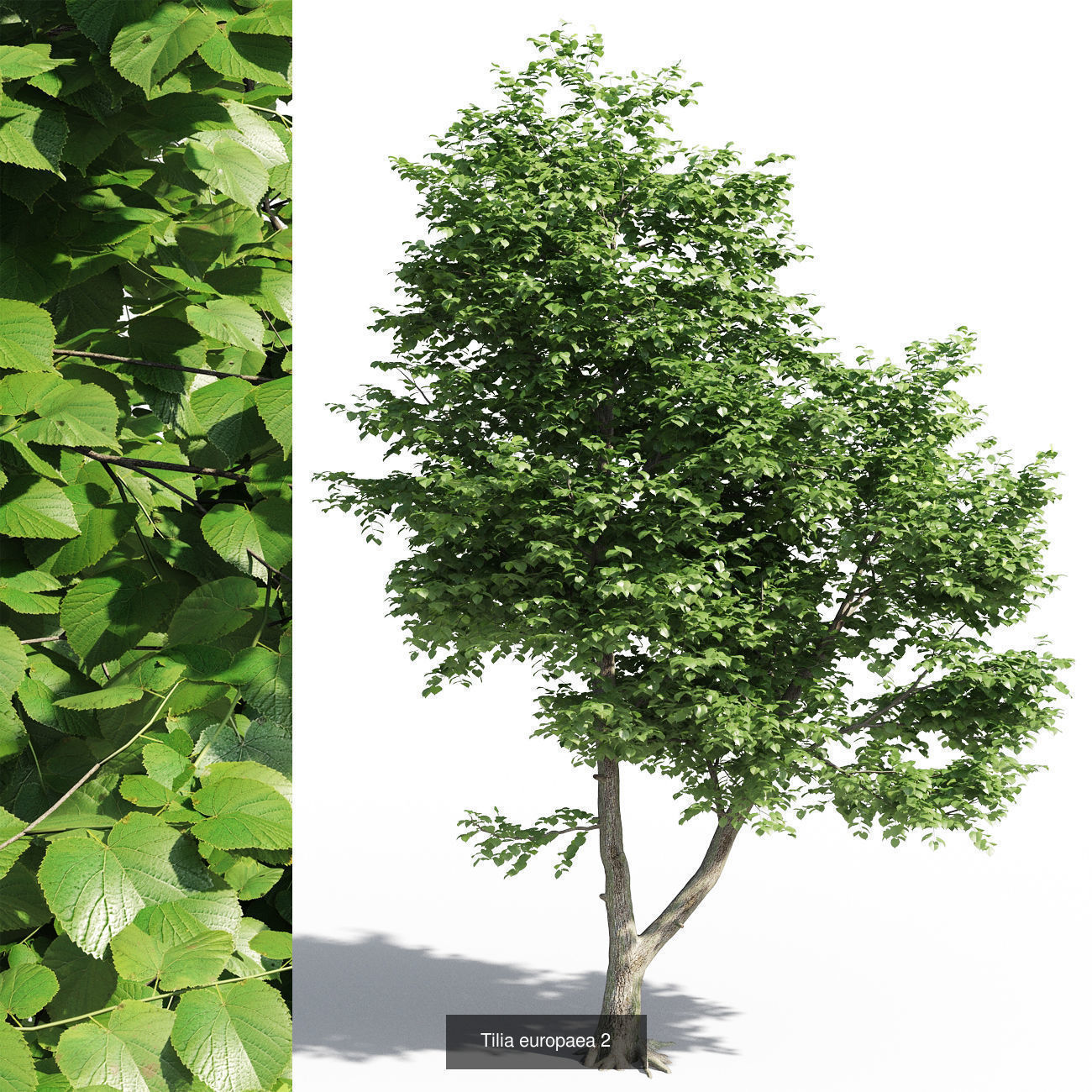 Tilia tree 3D Model Collection_2