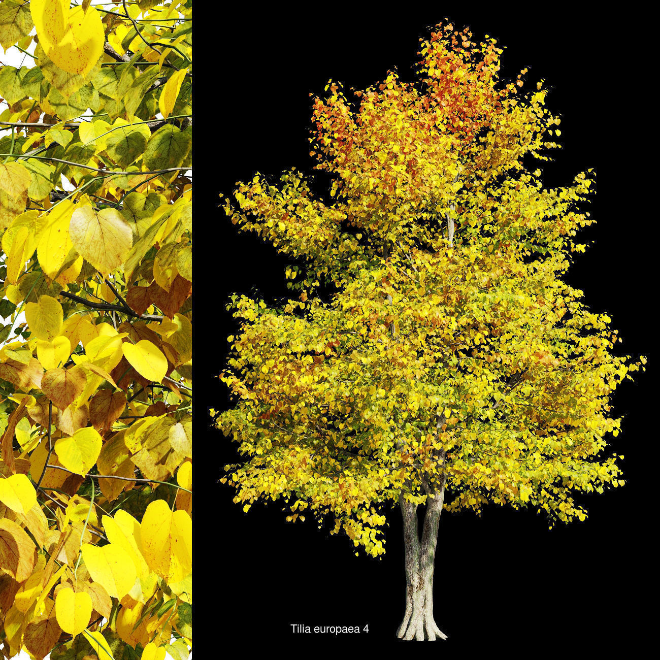 Tilia tree 3D Model Collection_4