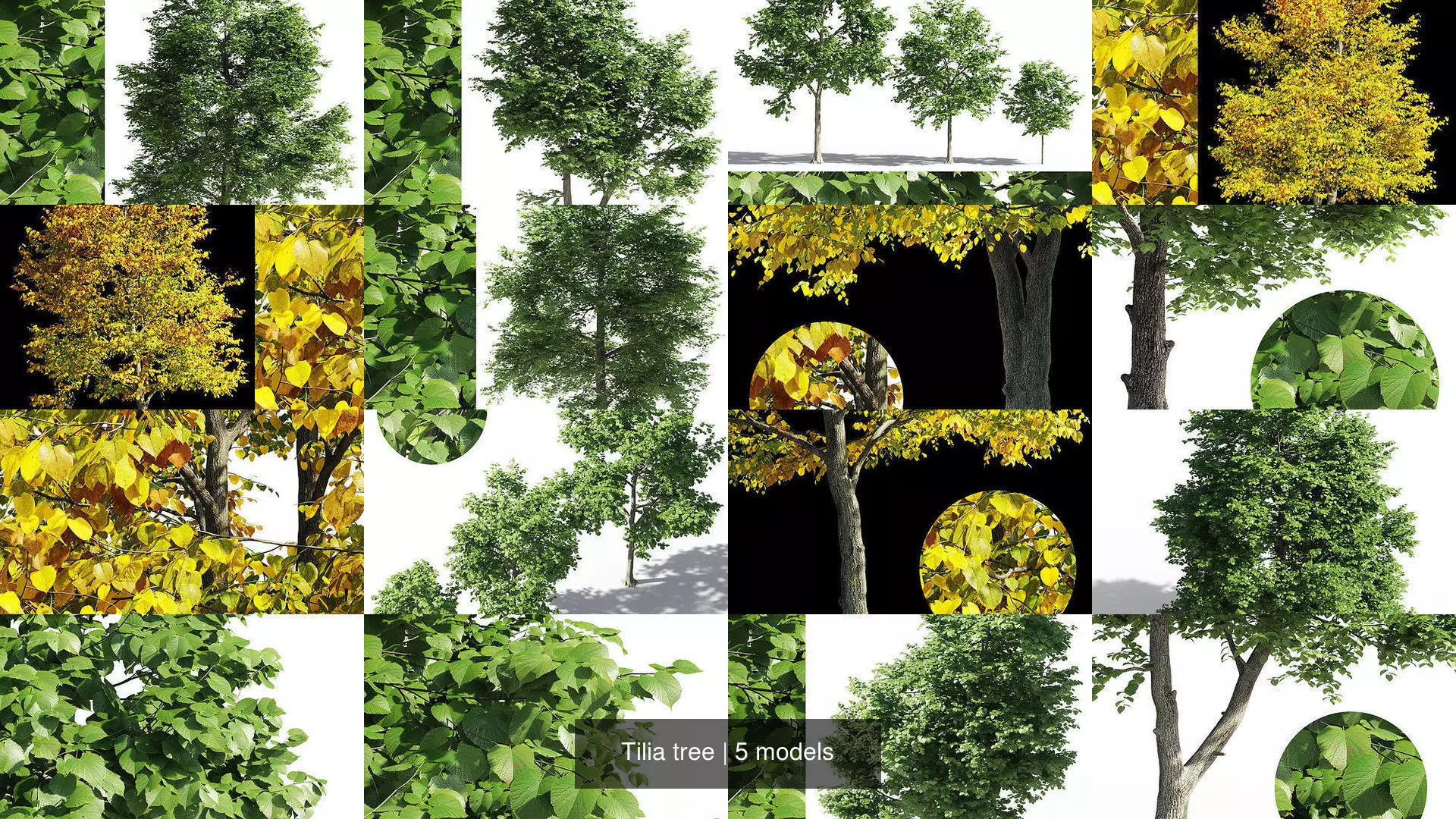 Tilia tree 3D Model Collection_0