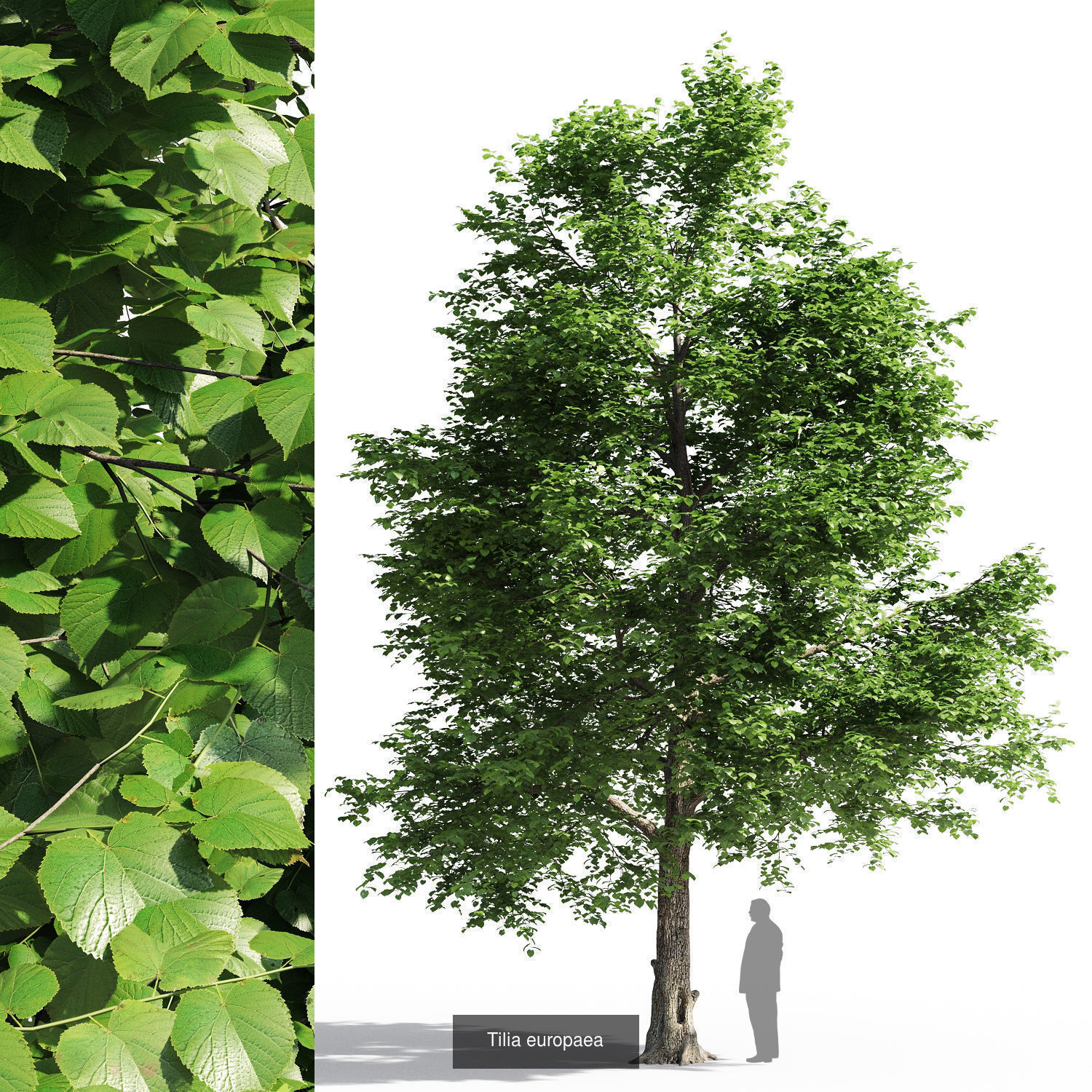 Tilia tree 3D Model Collection_1