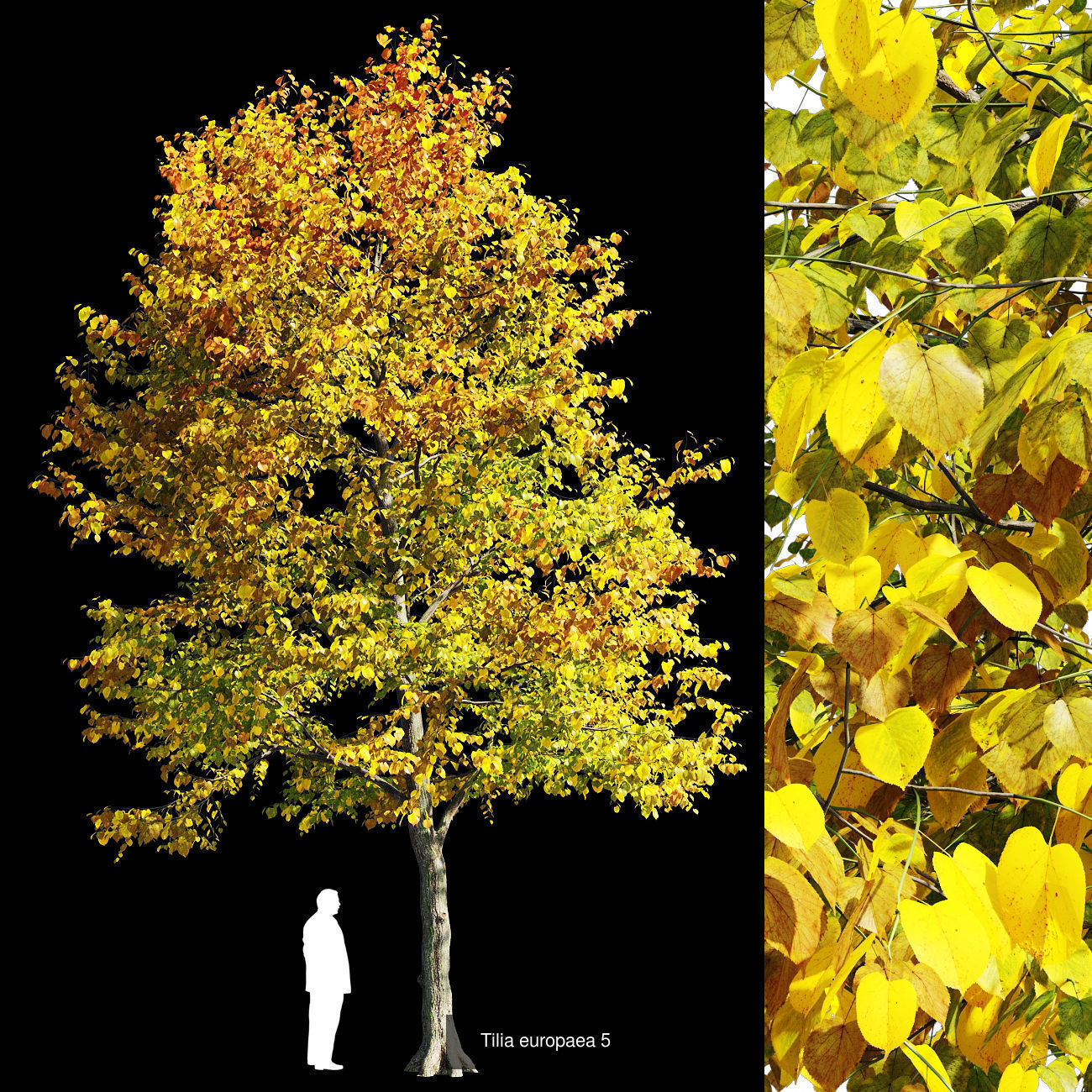 Tilia tree 3D Model Collection_5