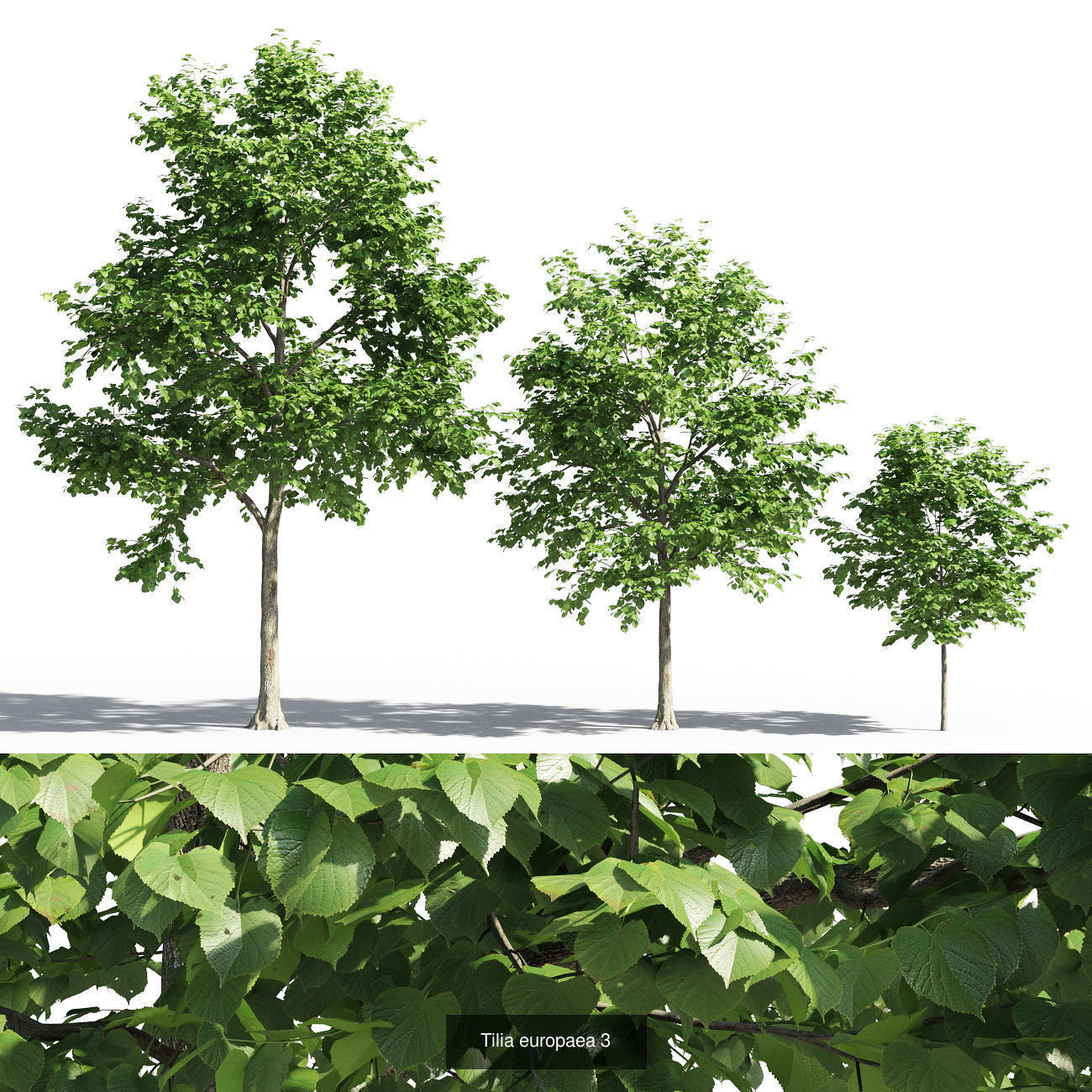 Tilia tree 3D Model Collection_3