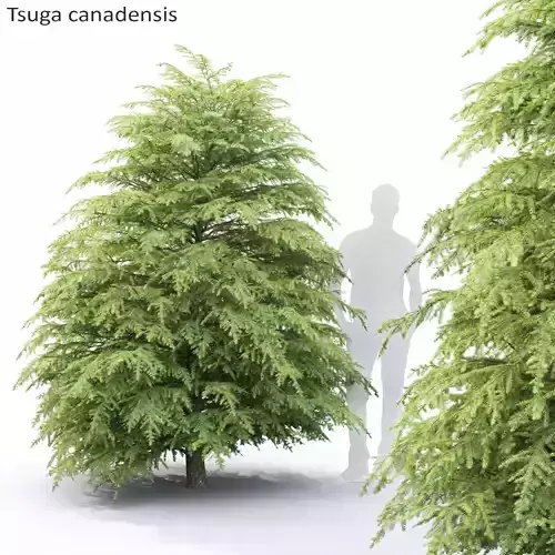 Tsuga Canadensis 01