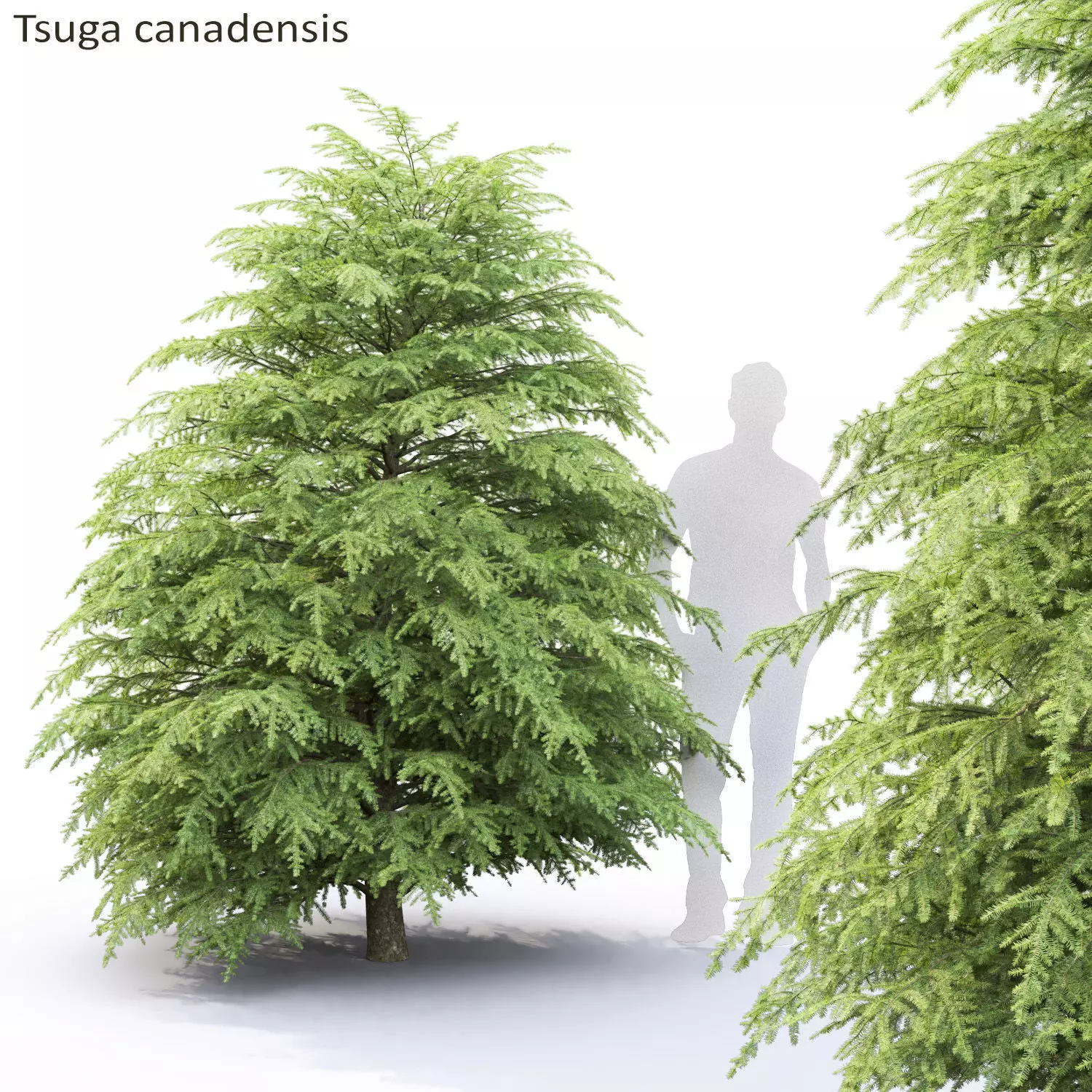 Tsuga Canadensis 01 3D model
