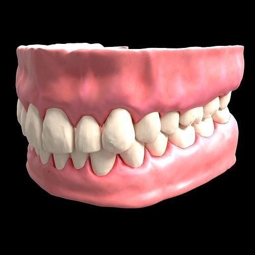 denture dental with teeth and gums 3D model