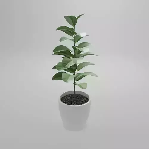 Plant Ficus Audrey