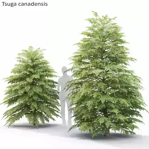 Tsuga Canadensis 02