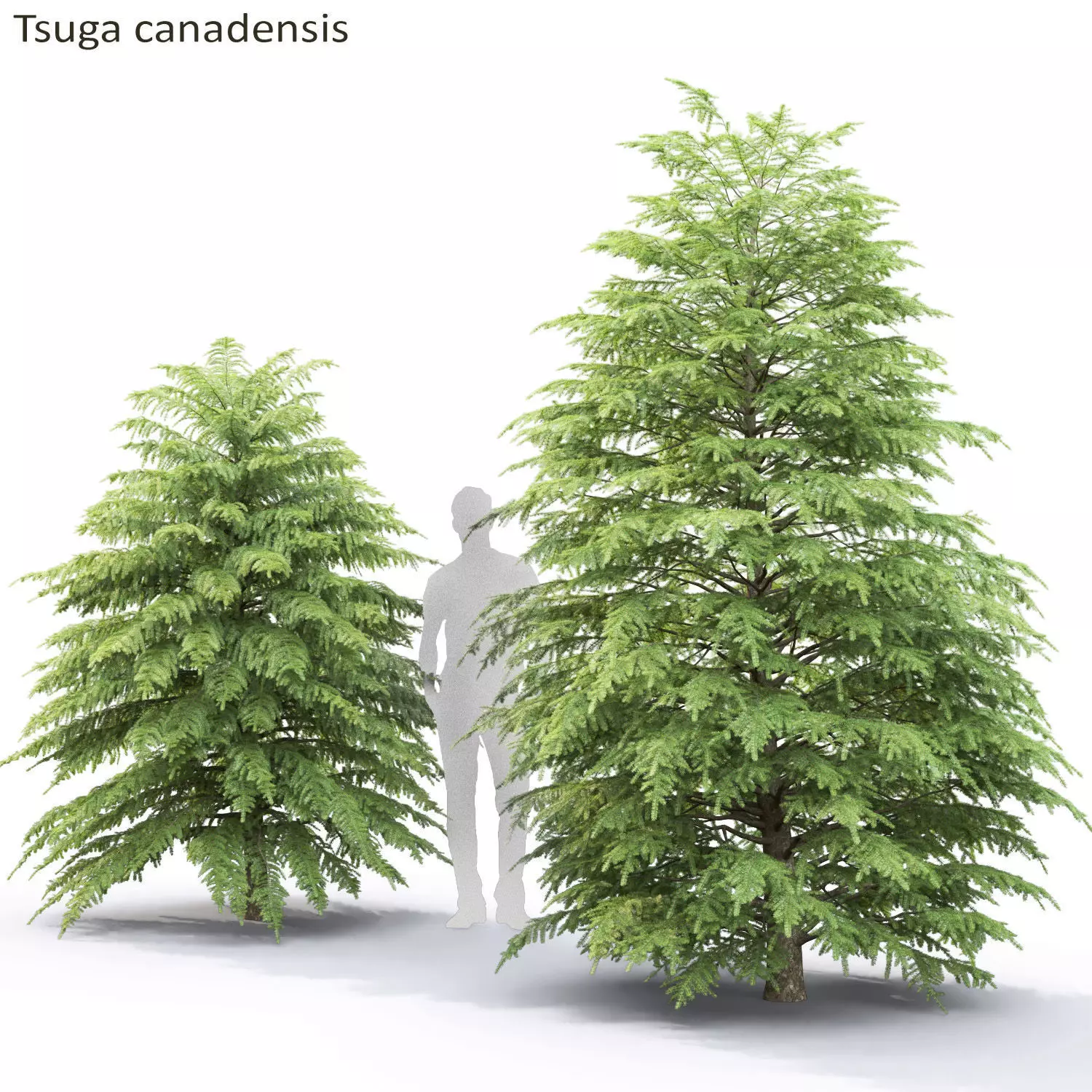 Tsuga Canadensis 02 3D model