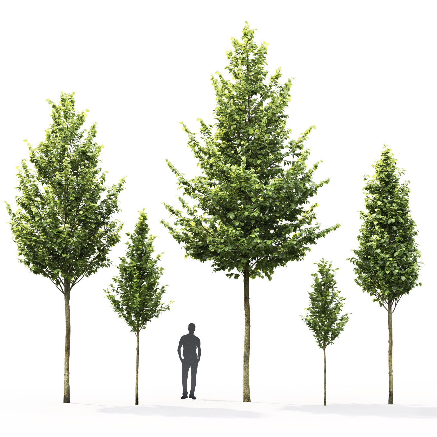 Tilia platyphyllos 01 h3-8m 3D model_2