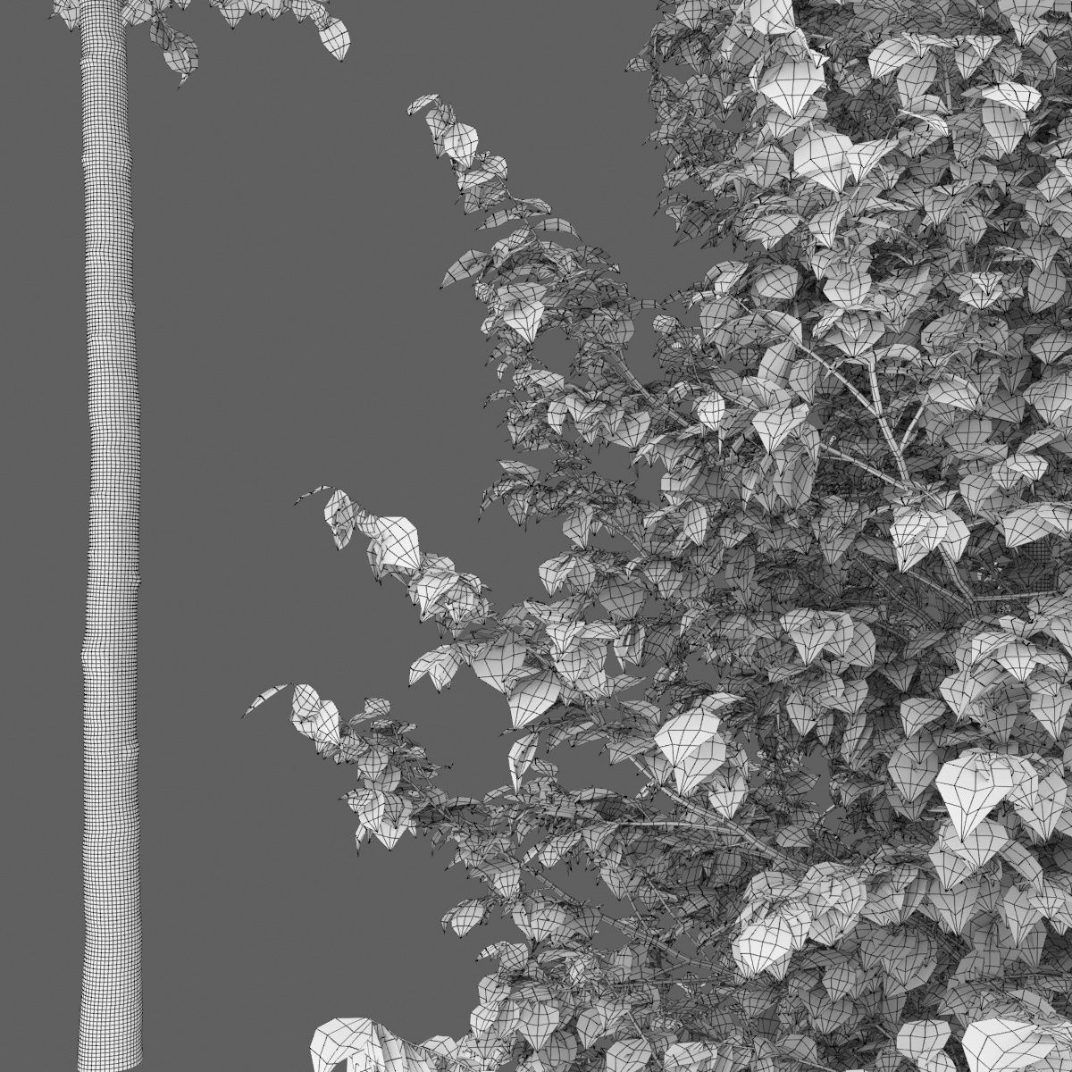 Tilia platyphyllos 01 h3-8m 3D model_3