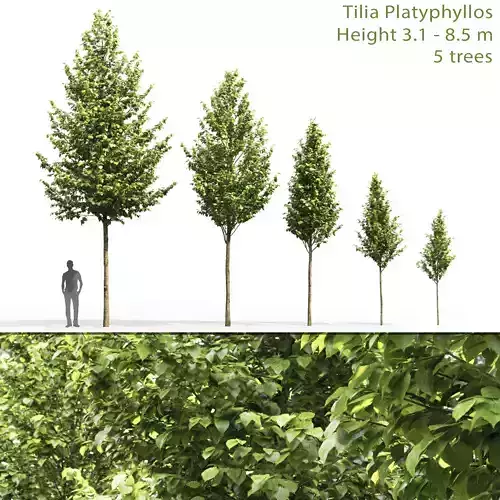 Tilia platyphyllos 01 h3-8m 3D model
