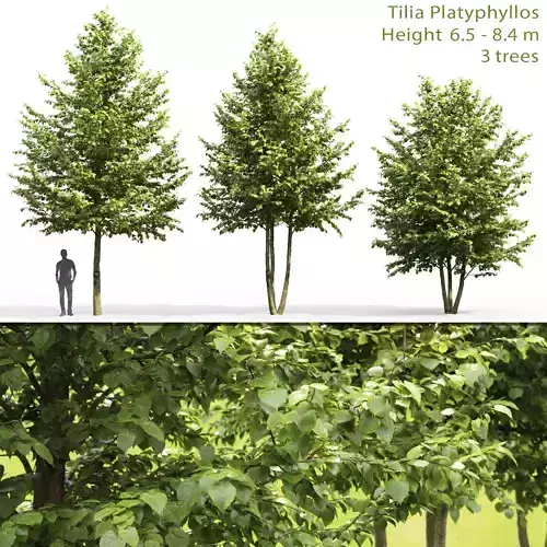 Tilia platyphyllos 02 H6-8m 3D model