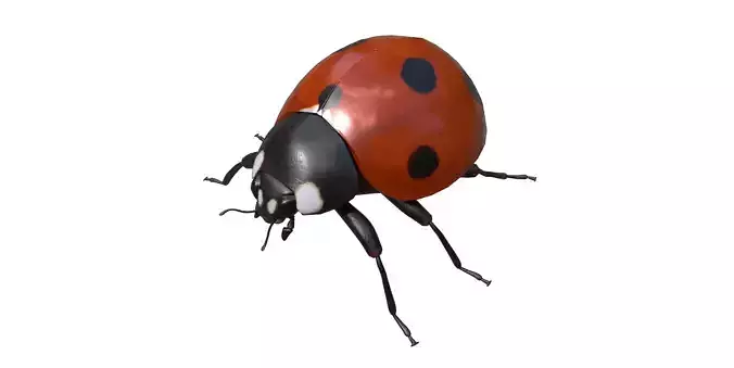 Ladybug 3d Model