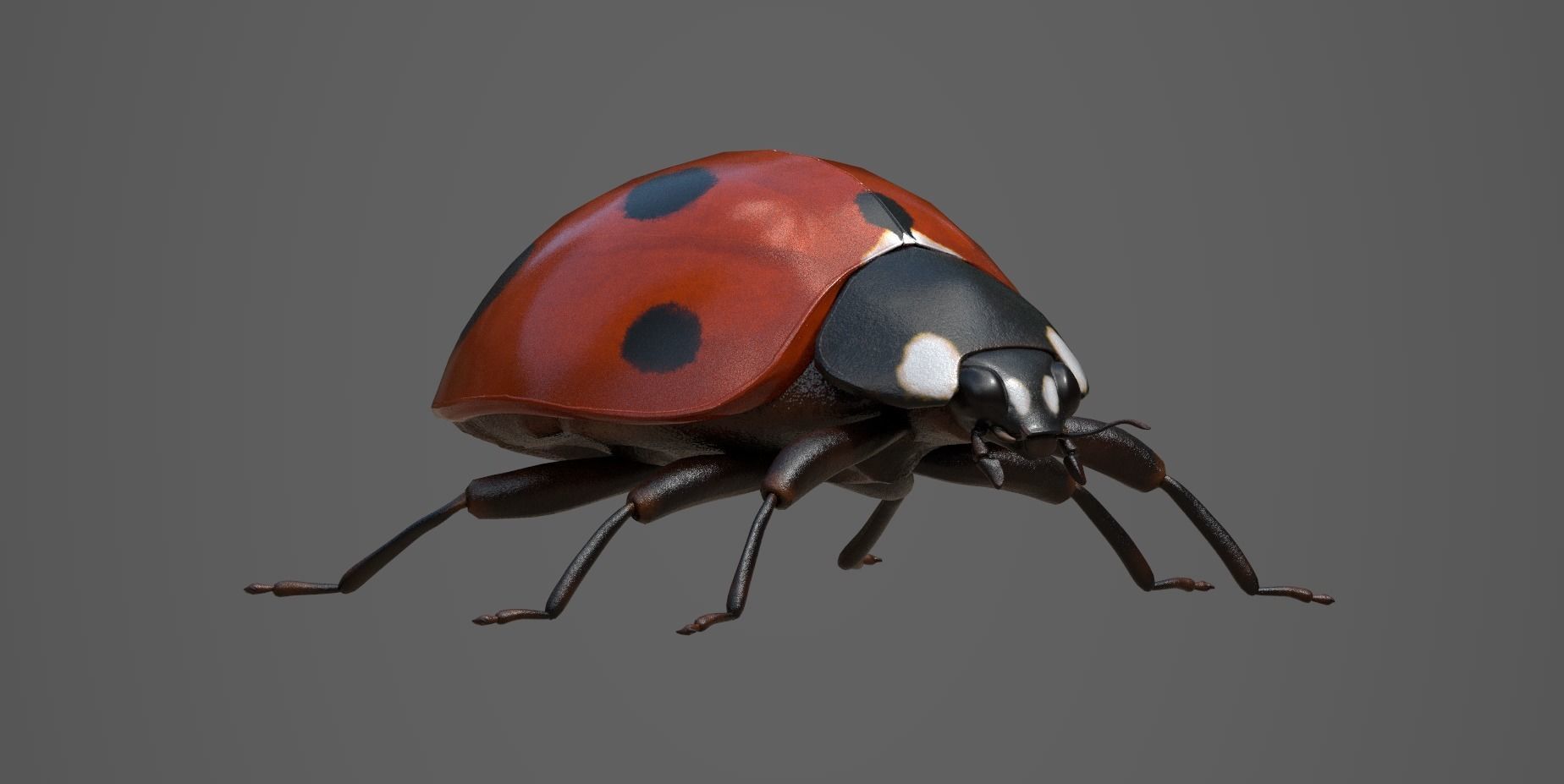 Ladybug 3d Model Low-poly 3D model_4