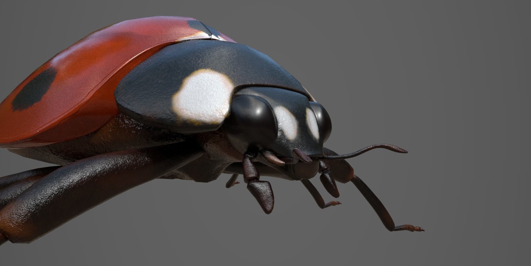Ladybug 3d Model Low-poly 3D model_3