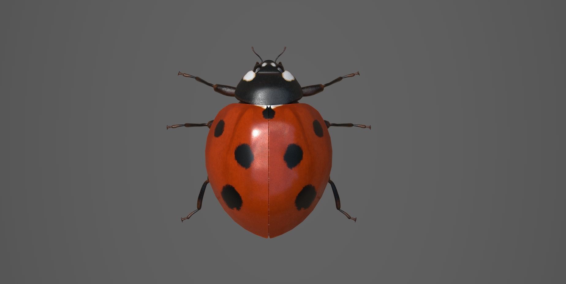 Ladybug 3d Model Low-poly 3D model_2