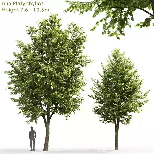 Tilia platyphyllos 03 H7-10m 3D model