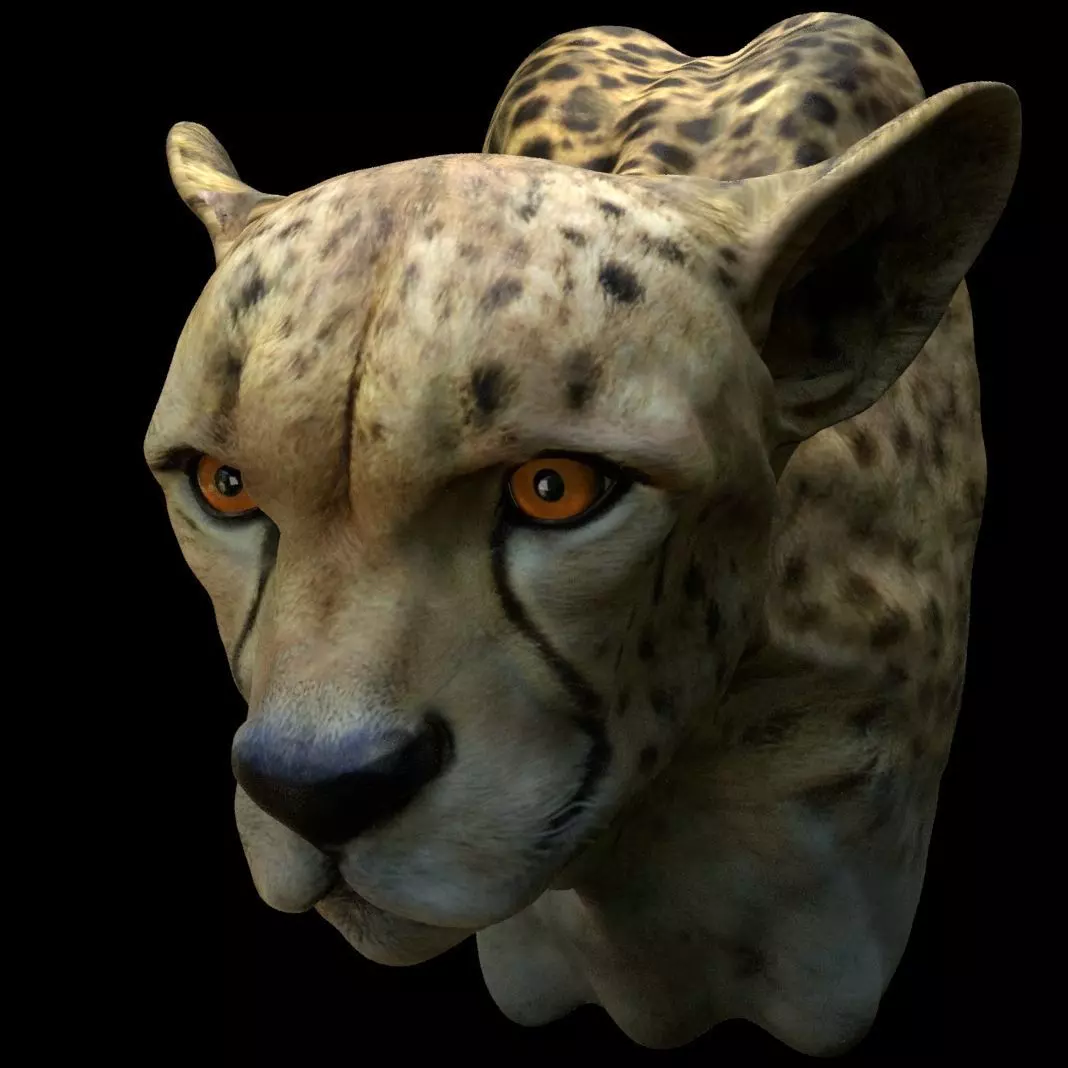 Cheetah Head 3D model_0