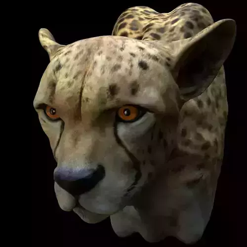 Cheetah Head