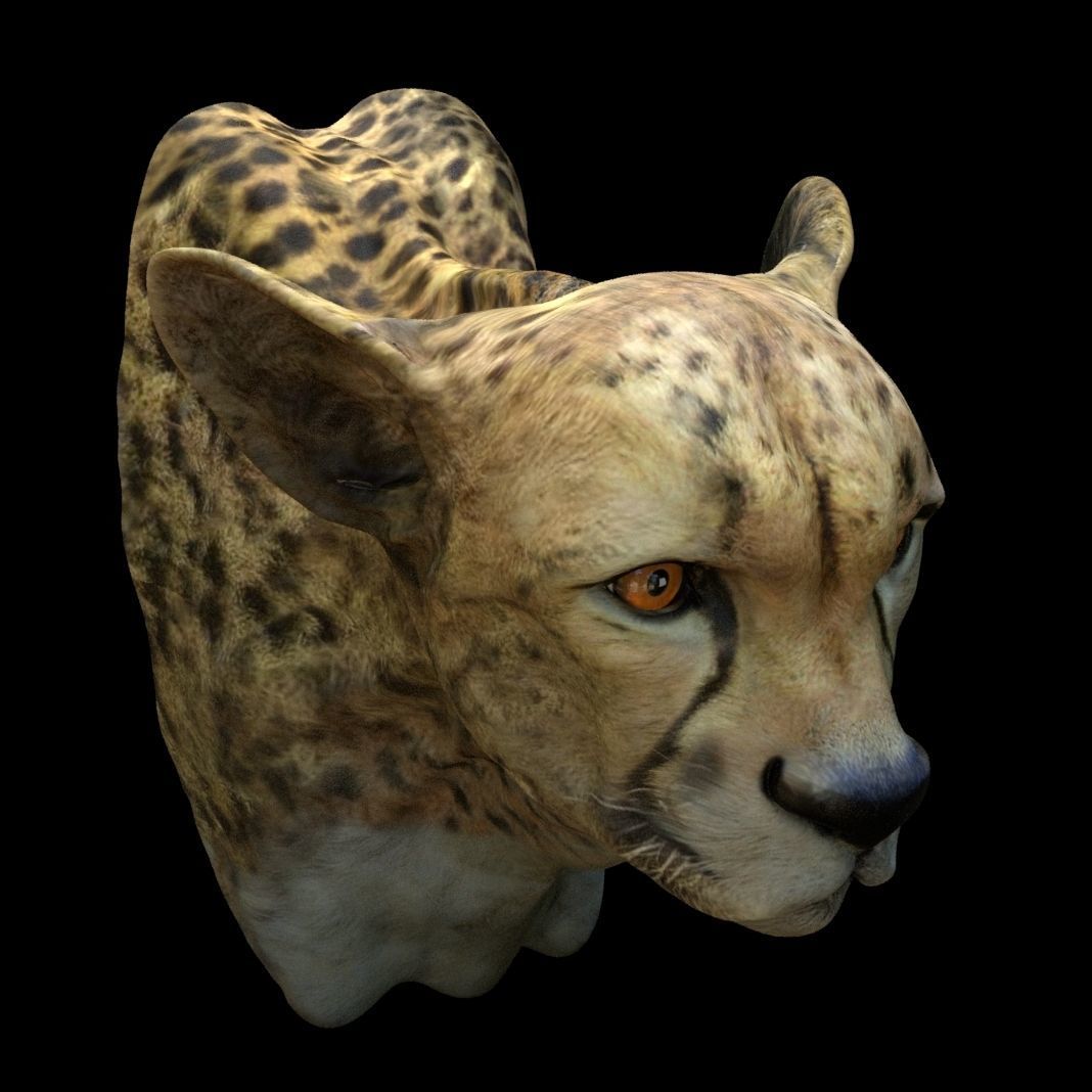 Cheetah Head 3D model_2