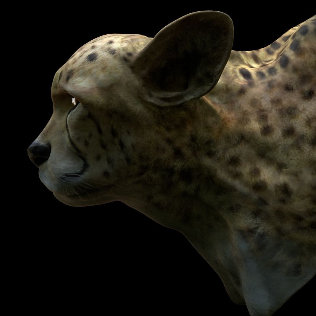 Cheetah Head 3D model_1